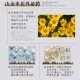 新品上市！！！【TIKO】｜美人三部曲精華液｜日本鈴蘭特研