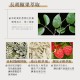 新品上市！！【TIKO】雪見彈潤精華液
